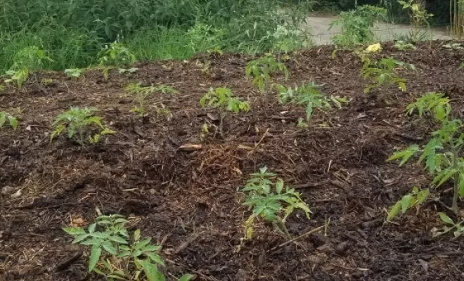 Préparation pour potager, Rians, AgrEcoPaillage